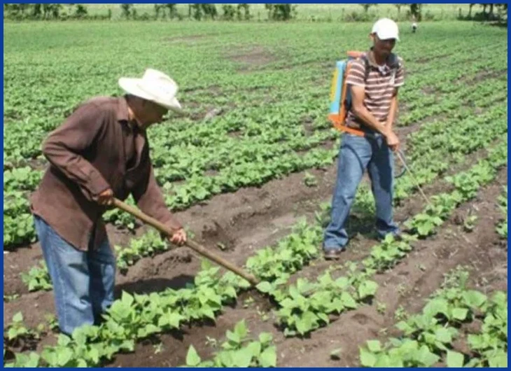 ¿EMPLEOS Y TRABAJOS EN Agrícola EN Honduras - Tecoloco.com?